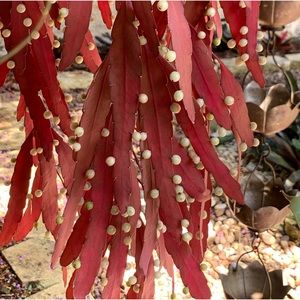6 cuttings full sun red color mistletoe cactus pseudorhipsalis rhipsalis